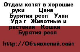 Отдам котят в хорошие руки!!!  › Цена ­ 1 - Бурятия респ., Улан-Удэ г. Животные и растения » Кошки   . Бурятия респ.